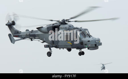 Royal Navy Wildcat Hubschrauber bei Newquay Flughafen/RAF Str. Mawgan, während des Trainings Griffen Streik Stockfoto