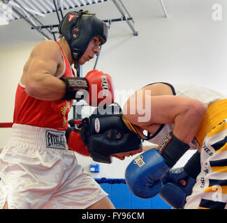 Albuquerque, NM, USA. 23. April 2016. Colorados Shon Mondragon versucht, aus dem Weg zu den Schlägen von New Mexico Aaron Perez Ente, wie Perez ihn in die Seile ihre Golden Glove-WM-Kampf bekam. Samstag, April. 23, 2016. © Jim Thompson/Albuquerque Journal/ZUMA Draht/Alamy Live-Nachrichten Stockfoto