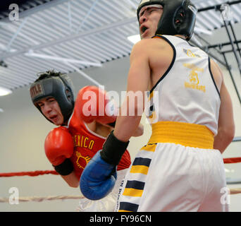 Albuquerque, NM, USA. 23. April 2016. Colorados Shon Mondragon reagiert nach dem hit von New Mexico Aaron Perez in ihre Golden Glove-WM-Kampf. Samstag, April. 23, 2016. © Jim Thompson/Albuquerque Journal/ZUMA Draht/Alamy Live-Nachrichten Stockfoto