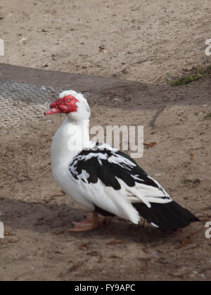 Newcastle Upon Tyne, 24. April 2016, Großbritannien Wetter. Eine Muscovy Drake Ente (hässliche Ente), in Mexiko bei Marden Steinbruch Nature Reserve an einem kühlen und trüben Tag in Whitley Bay beheimatet. Bildnachweis: James Walsh/Alamy Live-Nachrichten Stockfoto