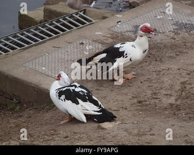 Newcastle Upon Tyne, 24. April 2016, Großbritannien Wetter. Eine Muscovy Drake Ente (hässliche Ente), in Mexiko bei Marden Steinbruch Nature Reserve an einem kühlen und trüben Tag in Whitley Bay beheimatet. Bildnachweis: James Walsh/Alamy Live-Nachrichten Stockfoto