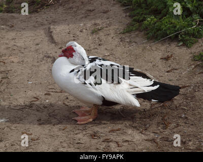 Newcastle Upon Tyne, 24. April 2016, Großbritannien Wetter. Eine Muscovy Drake Ente (hässliche Ente), in Mexiko bei Marden Steinbruch Nature Reserve an einem kühlen und trüben Tag in Whitley Bay beheimatet. Bildnachweis: James Walsh/Alamy Live-Nachrichten Stockfoto