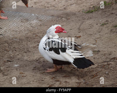 Newcastle Upon Tyne, 24. April 2016, Großbritannien Wetter. Eine Muscovy Drake Ente (hässliche Ente), in Mexiko bei Marden Steinbruch Nature Reserve an einem kühlen und trüben Tag in Whitley Bay beheimatet. Bildnachweis: James Walsh/Alamy Live-Nachrichten Stockfoto