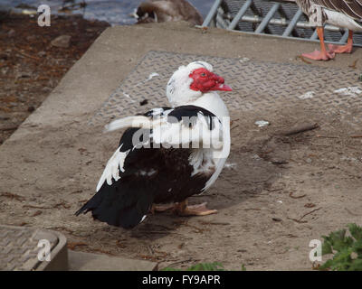 Newcastle Upon Tyne, 24. April 2016, Großbritannien Wetter. Eine Muscovy Drake Ente (hässliche Ente), ursprünglich aus Mexiko und Südamerika bei Marden Steinbruch Nature Reserve an einem kühlen und trüben Tag in Whitley Bay. Die Muscovy (Cairina Moschata) ist eine Ente, großen tropischen heimischen Wasservögel aber passt sich gut an kühleren Klimazonen der nördlichen Hemisphäre und ist auch bekannt als das hässlichen Entlein als der ältere Vogel bekommt die hässlicher wird es Credit: James Walsh/Alamy Live-Nachrichten Stockfoto