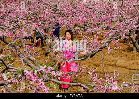 Qinhuangdao, Hebei Provinz. 24. April 2016. Ein Besucher findet am Fuße des Berges Lianfeng in Beidaihe von Qinhuangdao Stadt, Nordchinas Provinz Hebei, 24. April 2016 Selfie unter Pfirsich Blüten. Bildnachweis: Yang Shiyao/Xinhua/Alamy Live-Nachrichten Stockfoto