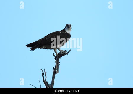 Fischadler Schleifen auf einem Baum Yellowstone NP Stockfoto