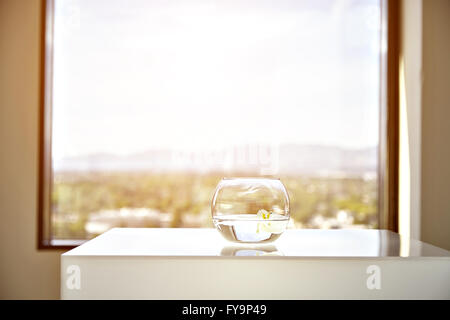 Runde Vase mit wunderschönen Blume, Inneneinrichtung Stockfoto