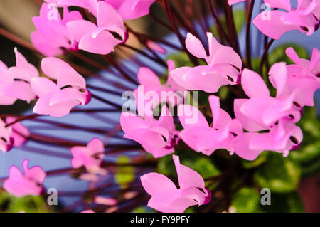 Lila Alpenveilchen-Blüten. Stockfoto