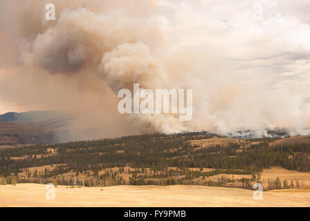 Brände in Yellowstone Wäldern intensivieren Stockfoto