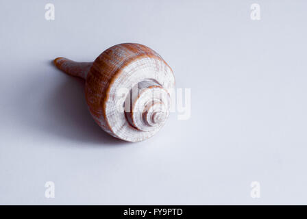 Einzelne weiße und orange Spirale conch auf weißem Hintergrund, werfen Schatten. Stockfoto
