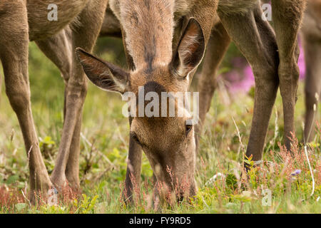Ein Rothirsch Hinterbeinen stehend und Beweidung auf einer Lichtung auf Gallax Hügel im Exmoor National Park, Somerset, England Stockfoto