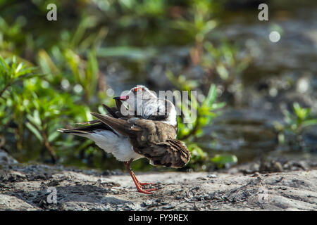 drei-banded Regenpfeifer im Krüger-Nationalpark, Südafrika; Specie Charadrius Tricollaris Familie von CHARADRIIFORMES Stockfoto