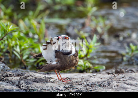 drei-banded Regenpfeifer im Krüger-Nationalpark, Südafrika; Specie Charadrius Tricollaris Familie von CHARADRIIFORMES Stockfoto