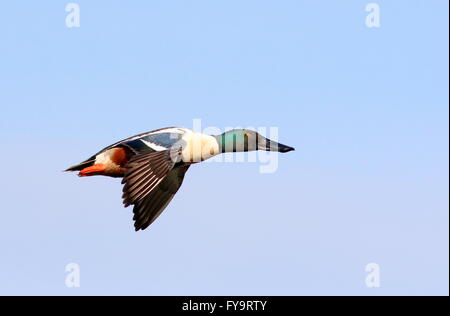 Männliche Nordschnabelente (Spatula clypeata ) im schnellen Flug, vor blauem Himmel Stockfoto