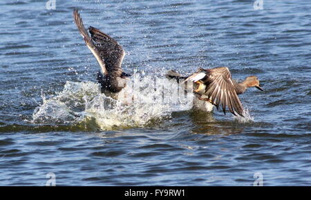 Zwei temperamentvolle männliche Europäische Gadwall Enten (Anas Strepera) kämpfen und jagen einander in einem See Stockfoto