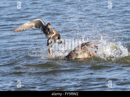 Zwei temperamentvolle männliche Europäische Gadwall Enten (Anas Strepera) kämpfen und jagen einander in einem See Stockfoto