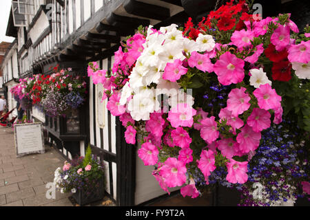 UK, Kent, Tenterden, High Street, rosa und weißen Petunien Blüten in hängenden Körben außerhalb Wealden Hall House, Stockfoto