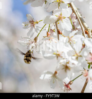 Bee Fly (Bombylius großen) ernähren sich von Kirschblüte Stockfoto