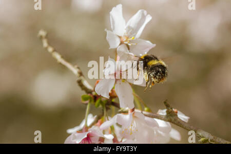 Frühe Hummel (Bombus Pratorum) ernähren sich von Kirschblüte Stockfoto