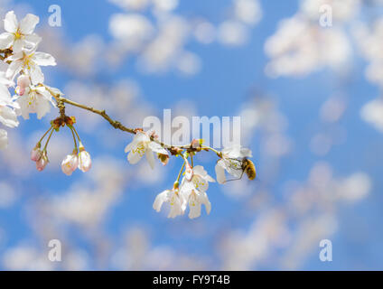 Bee Fly (Bombylius großen) ernähren sich von Kirschblüte Stockfoto