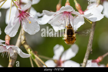 Bee Fly (Bombylius großen) ernähren sich von Kirschblüte Stockfoto