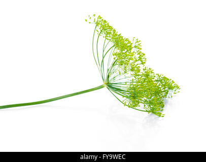 schönen Zweig der grünen Regenschirm Reife Dill ist auf schwarzem Hintergrund isoliert, Nahaufnahme Stockfoto