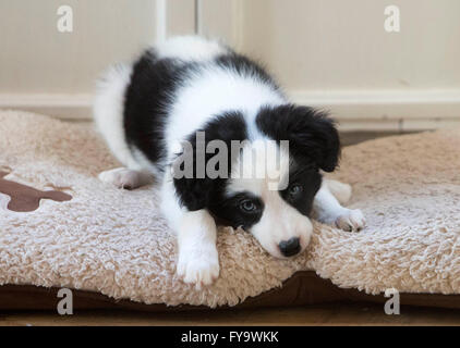 Border Collie Welpen niedlich Stockfoto
