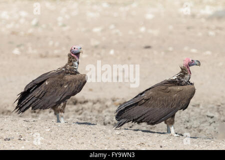 Lappet-faced Geier alias Nubian Geier, Torgos tracheliotos, Etosha National Park, Namibia Stockfoto
