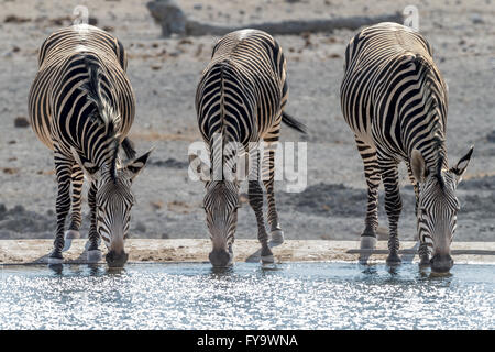 Hartmann's Mountain Zebra am Wasserloch, Etosha National Park, Namibia Stockfoto