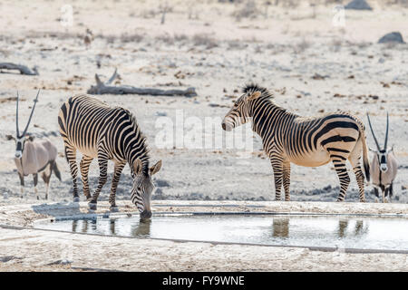 Hartmanns Mountain Zebra am Wasserloch, mit Oryx aka Gemsbok Blick auf, Etosha National Park, Namibia Stockfoto