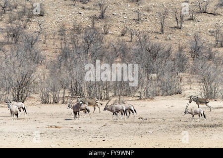 Oryx aka Gemsbok, Hartmann's Mountain Zebra, Damaraland, Namibia Stockfoto