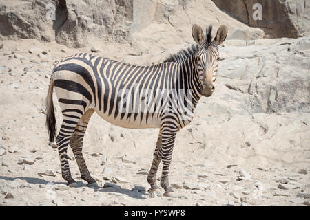 Hartmann's Mountain Zebra, Damaraland, Namibia Stockfoto