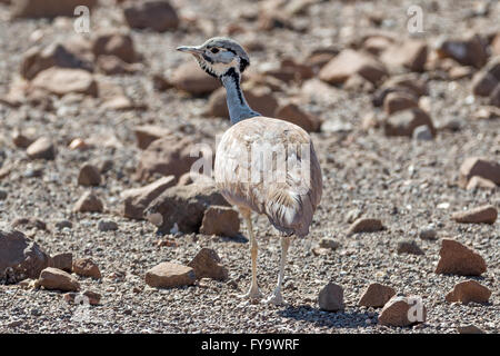 Ruppells Korhaan, Eupodotis rueppellii, alias Rüppells Trappe, Damaraland, Namibia; Stockfoto