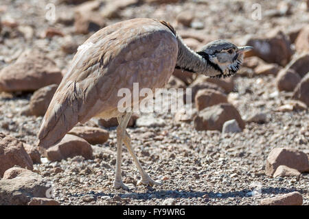 Ruppells Korhaan, Eupodotis rueppellii, alias Rüppells Trappe, Damaraland, Namibia; duckend als Flugzeug über dem Himmel flog Stockfoto