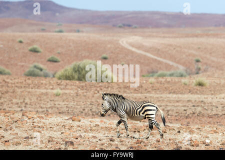 Hartmann's Mountain Zebra, Damaraland, Namibia Stockfoto