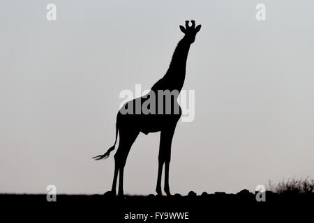 Silhouette, männlich, angolanische Giraffe alias namibische Giraffe, Damaraland, Kuene Region, Namibia Stockfoto