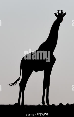 Silhouette, männlich, angolanische Giraffe alias namibische Giraffe, Damaraland, Kuene Region, Namibia Stockfoto