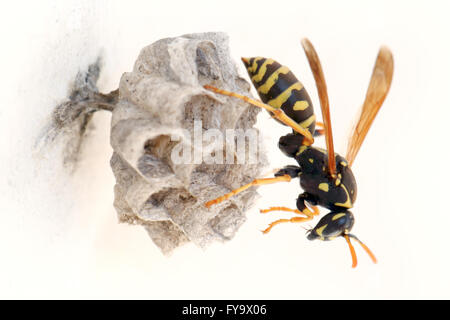 Junge weibliche European Paper Wasp Königin, Polistes Dominula, auf ihrem neu gebauten Nest in Kreta, Griechenland Stockfoto