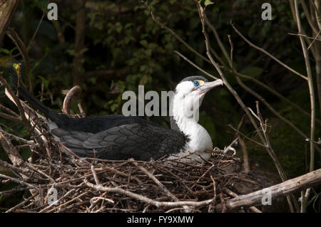 Australische Pied Kormorane nisten. Diese Art lebt an der Küste entlang und auf Binnengewässern in Australien und Neuseeland. Stockfoto