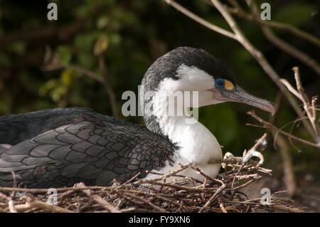 Australische Pied Kormorane nisten. Diese Art lebt an der Küste entlang und auf Binnengewässern in Australien und Neuseeland. Stockfoto