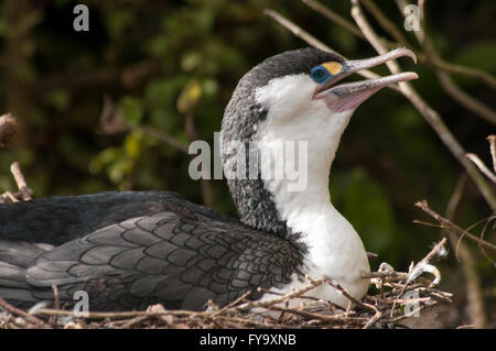 Australische Pied Kormorane nisten. Diese Art lebt an der Küste entlang und auf Binnengewässern in Australien und Neuseeland. Stockfoto