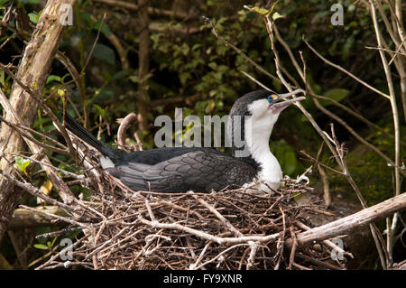 Australische Pied Kormorane nisten. Diese Art lebt an der Küste entlang und auf Binnengewässern in Australien und Neuseeland. Stockfoto