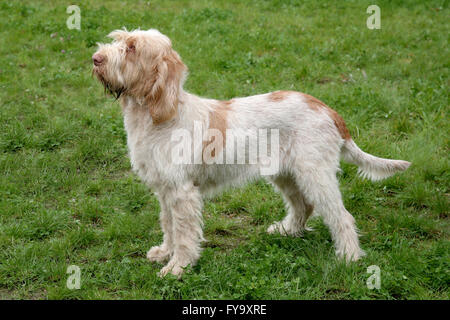 Typische Spinone Italiano-Hund im Frühlingsgarten Stockfoto