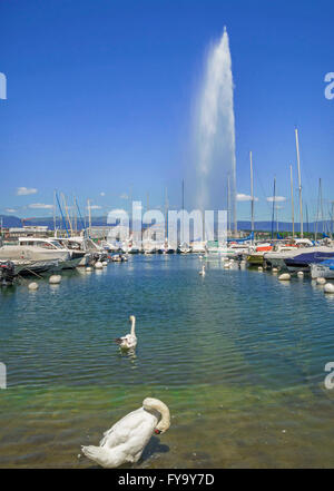 Berühmten Jet d ' Eau - Brunnen im Hafen von Genf, Schweiz Stockfoto