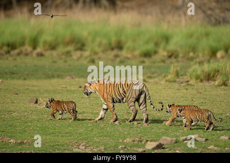 Bengal Tiger (Panthera Tigris Tigris), Weibchen mit drei jungen in einem trockenen Seegrund Ranthambhore National Park, Indien Stockfoto