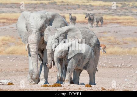 Afrikanische Elefanten (Loxodonta Africana), bedeckt mit Schlamm, in der Nähe von Newbroni Wasserloch, Etosha Nationalpark, Namibia Stockfoto