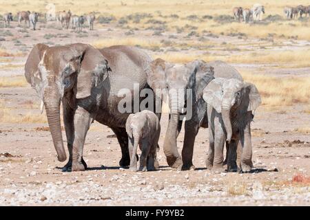 Herde von afrikanischen Elefanten (Loxodonta Africana), weiblich und jung, bedeckt mit getrockneten Schlamm, in der Nähe von Newbroni Wasserloch Stockfoto