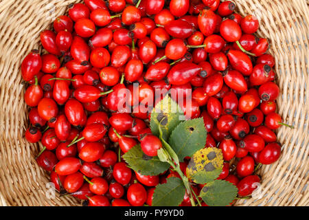 Hagebutten der Hundsrose (Rosa Canina) in einem geflochtenen Korb, Bayern, Deutschland Stockfoto