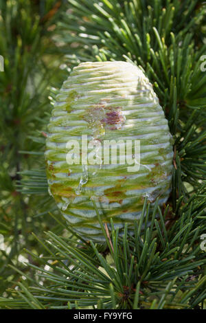 PIN, Himalaya-Zeder (Cedrus Deodara) Stockfoto