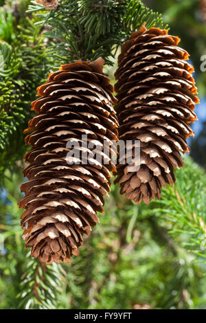 Fichtenzapfen (Picea Abies 'Virgata') Stockfoto